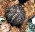 Echinodermata (echinoderms)