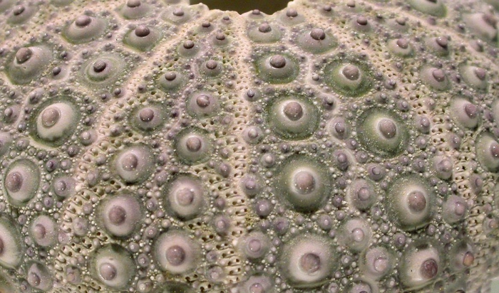 Anthocidaris crassispina (aboral, close-up)