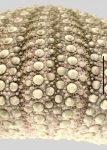 Pachycentrotus australiae (ambitus, close-up)