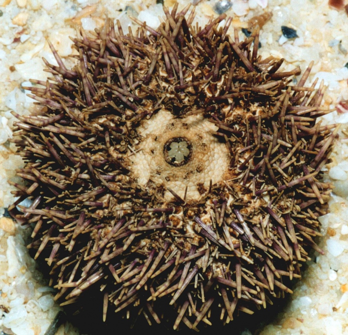 Pachycentrotus australiae (oral)