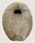 Plagiobrissus (Rhabdobrissus) costae (oral)