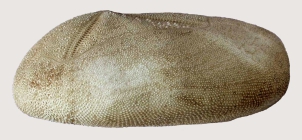 Plagiobrissus (Rhabdobrissus) costae (lateral)