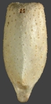 Pourtalesia miranda (aboral)