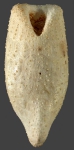 Pourtalesia miranda (oral)