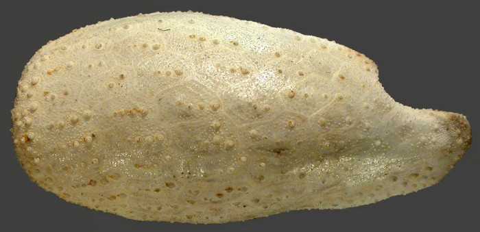 Pourtalesia miranda (lateral)