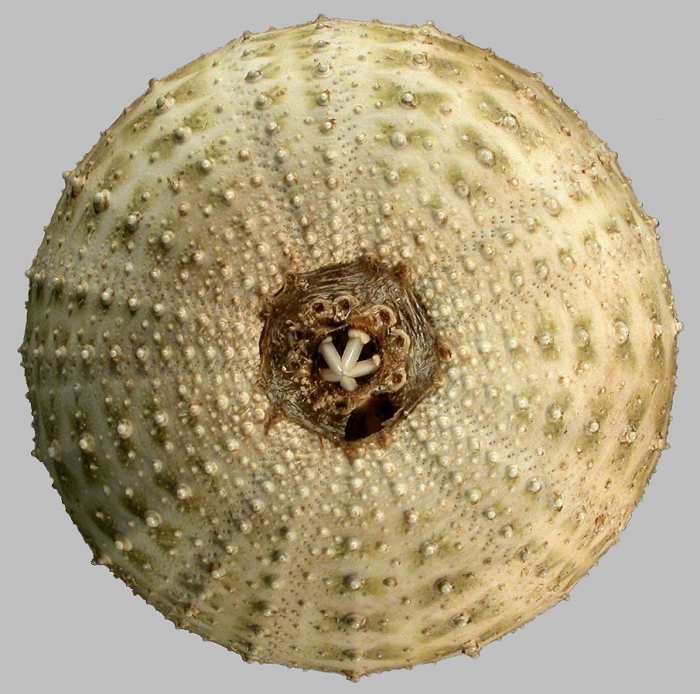 Gracilechinus gracilis (oral)