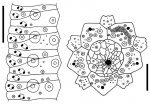 Gracilechinus gracilis (ambulacral plates + apical system)