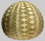 Gracilechinus gracilis (lateral)