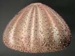 Gracilechinus acutus (lateral)