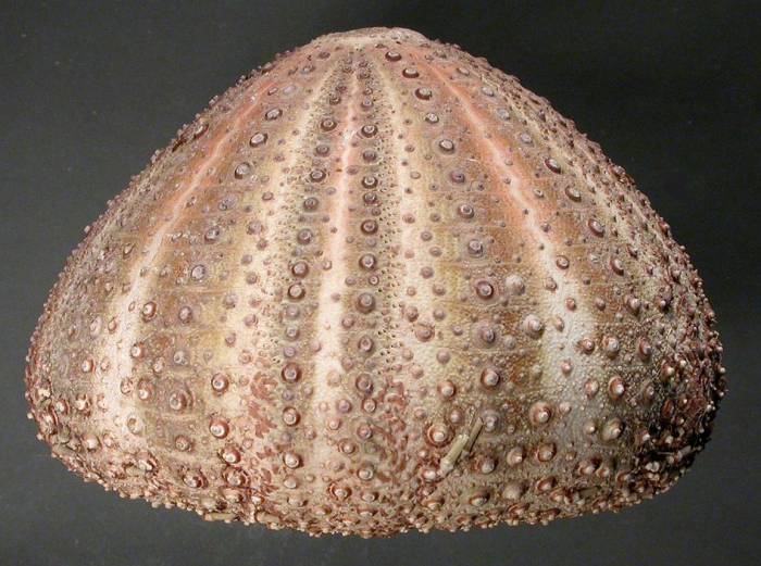Gracilechinus acutus (lateral)