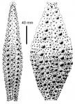 Gracilechinus alexandri (ambulacral + interambulacral plates)