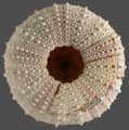 Echinodermata (echinoderms)