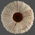 Gracilechinus alexandri (oral)