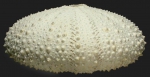 Gracilechinus alexandri (lateral)
