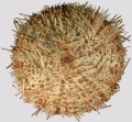 Echinodermata (echinoderms)