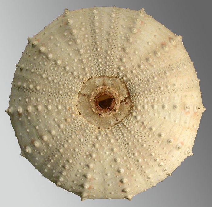 Gracilechinus atlanticus (oral)