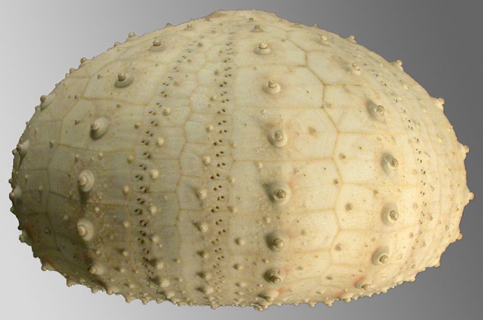 Gracilechinus atlanticus (lateral)