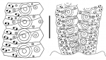 Gracilechinus elegans (ambulacral plates)
