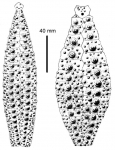 Gracilechinus elegans (ambulacral + interambulacral plates)
