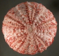 Echinodermata (echinoderms)