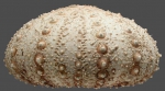 Gracilechinus lucidus (lateral)