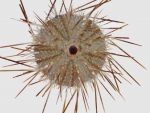 Gracilechinus lucidus (aboral)