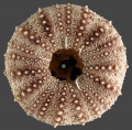 Echinodermata (echinoderms)