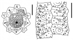 Gracilechinus stenoporus (apical system + ambulacral plates)
