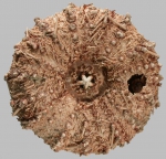 Gracilechinus stenoporus (oral)
