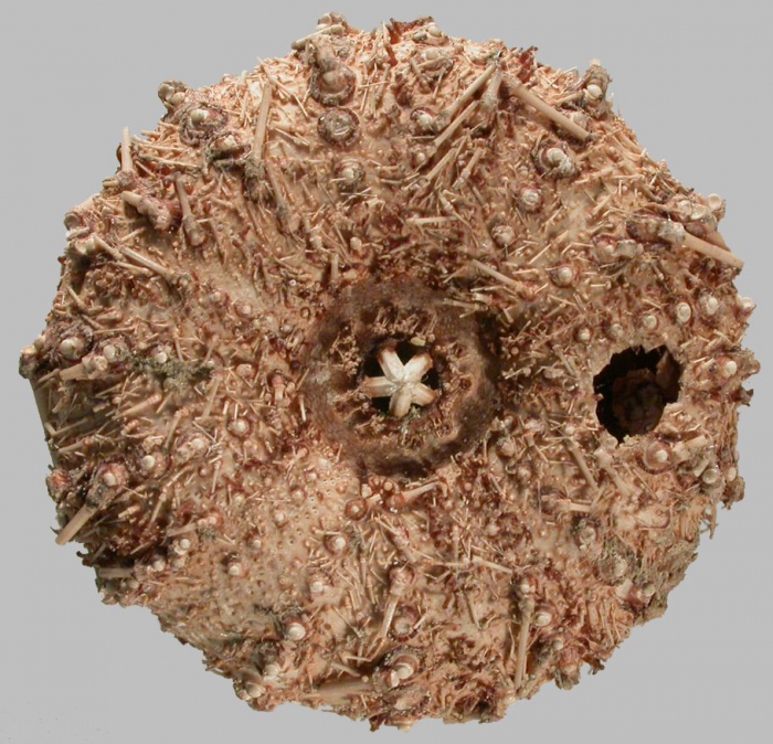 Gracilechinus stenoporus (oral)