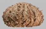 Gracilechinus stenoporus (lateral)