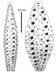 Gracilechinus affinis (ambulacral + interambulacral plates)