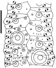 Gracilechinus affinis (ambulacral plates)