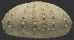 Gracilechinus affinis (lateral)