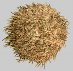 Gracilechinus affinis (aboral)