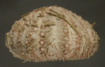 Gracilechinus affinis (lateral)