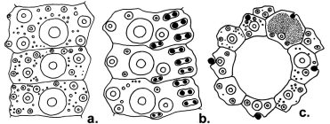 Pachechinus bajulus (coronal plates and apical disc)