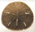 Echinodermata (echinoderms)