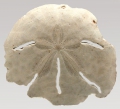 Mellita notabilis (aboral)