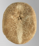 Rhyncholampas pacificus (oral)