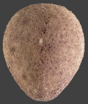 Plexechinus aoteanus (aboral)