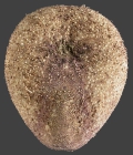 Plexechinus aoteanus (oral)