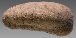 Plexechinus aoteanus (lateral)