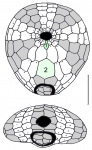 Plexechinus aoteanus (oral and posterior plating)