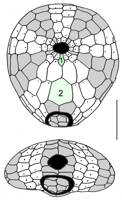 Plexechinus aoteanus (oral and posterior plating)