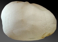 Schizaster doederleini (lateral)