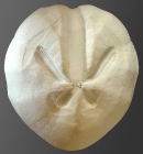 Schizaster doederleini (aboral)