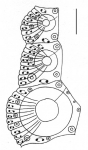 Heterocentrotus mamillatus (ambulacral plates)