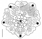 Heterocentrotus mamillatus (apical system)