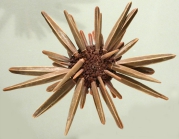 Heterocentrotus mamillatus (aboral)
